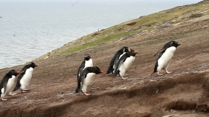 Rockhopper penguins coming home