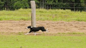 A cattle dog skillfully herds cows in a fenced field under natural daylight in Port Douglas, Australia - Powered by Shutterstock - Get 15% off with code: PIKWIZARD15
