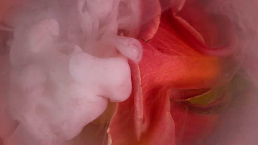 Vertical video. Smoke swirl. Art nature. Round haze smooth spill pink peach smog ink on rose petal. Nature flower abstract blur mix water background .