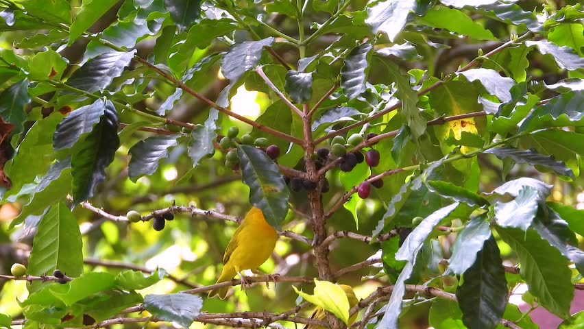 Saffron finch forages in berry-filled tree in Colombia’s lush canopy