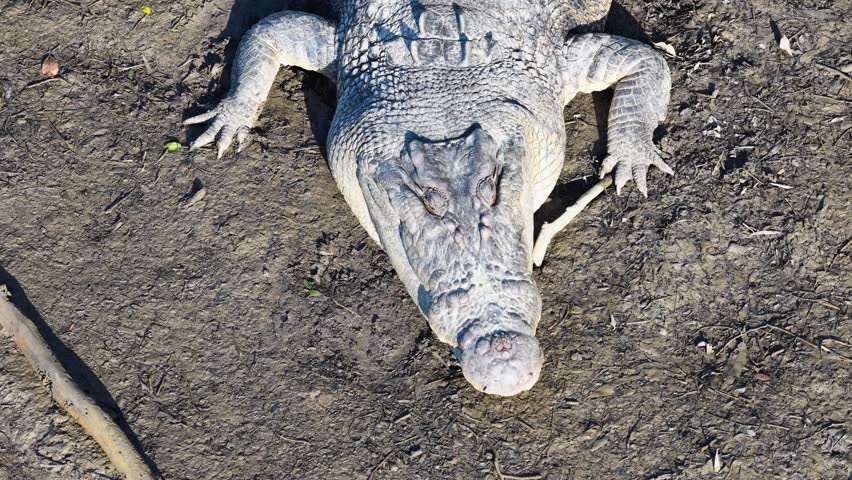 Aerial view of a saltwater crocodile on a muddy riverbank in Port Douglas, Australia. Bright daylight highlights its textured scales