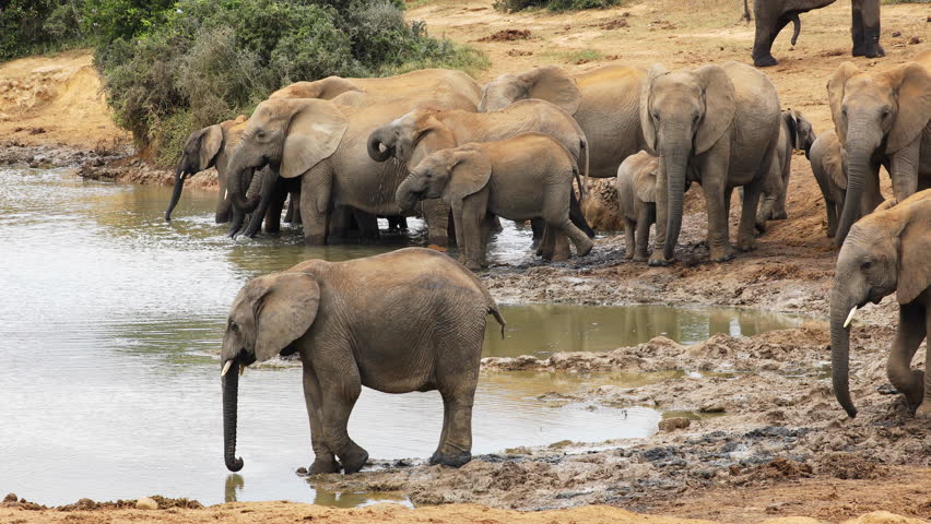 African elephant herd (Loxodonta africana) at a waterhole, Addo Elephant National Park, South Africa