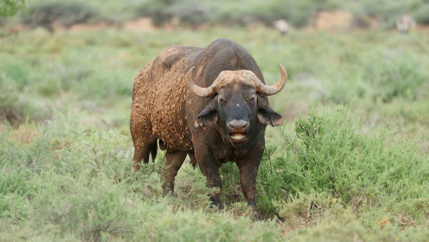 A large African buffalo (Syncerus caffer) bull standing in natural habitat, Mokala National Park, South Africa
