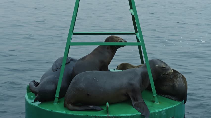 Old buoy floats in glassy sea water near Isla Ballestas, isolated marine scene with ripples as sea lions bark and wrap on top of each other