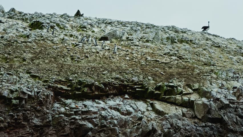 Side profile of Isla Ballestas cliff wall with distant Humboldt Penguin birds standing along rugged coast
