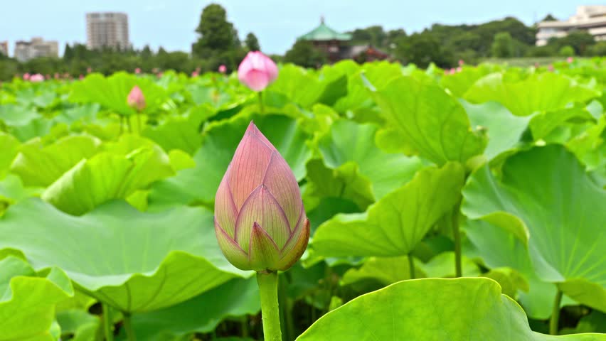 A beautiful pink lotus bud stands tall amidst a field of green lotus leaves at Ueno's Shinobazu Pond, symbolizing purity and growth.
