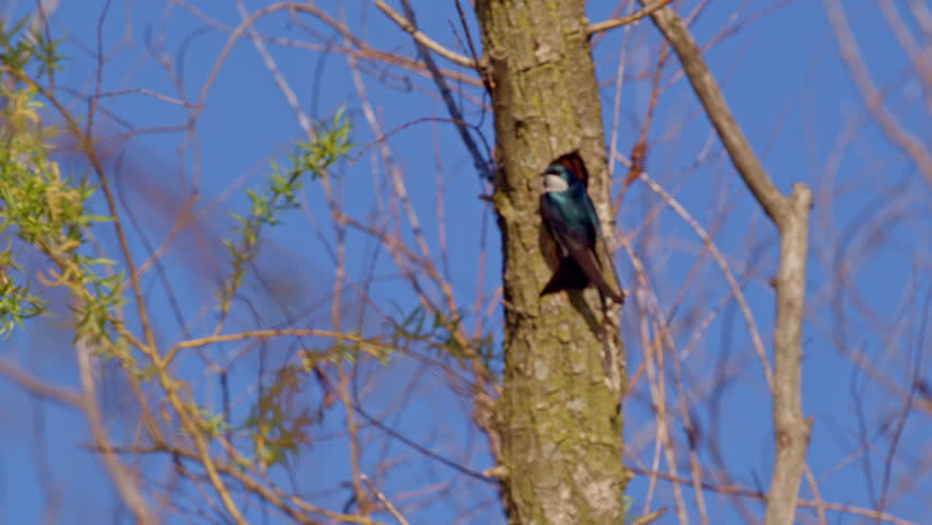 Flying for love—purple martins in stunning slow motion display.