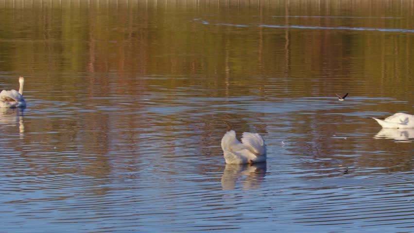 Nature’s dance: purple martins caught mid-flight during springtime courtship.