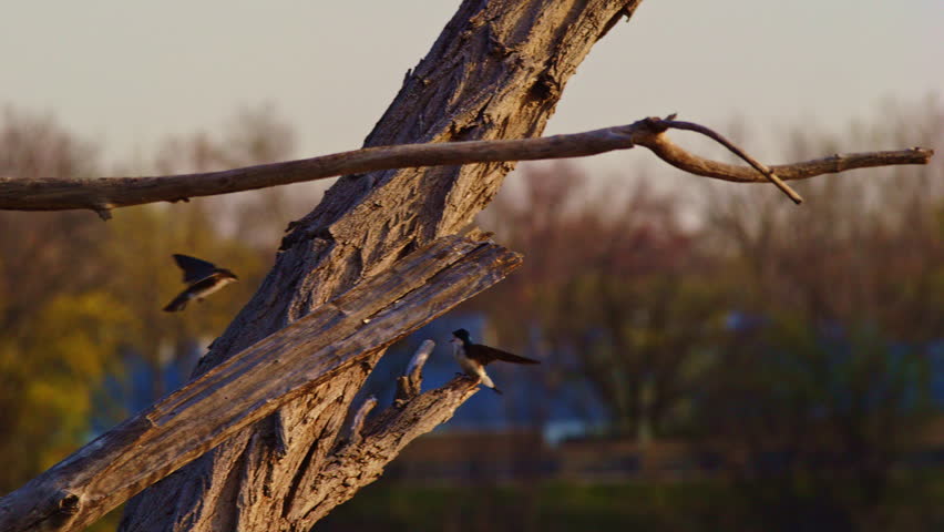 Capturing romance on the wing: purple martins in slow aerial acrobatics.