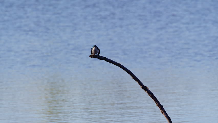 Mating-season flight of purple martins, shown in elegant slow motion.