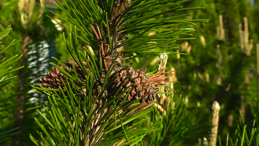 Detailed macro of mature brown pine cones among fresh green needles. Gently swaying coniferous tree branch in the warm sun light. Sunny greenery and trees with yellow cone budding in bokeh background