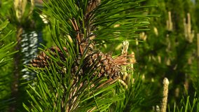 Detailed macro of mature brown pine cones among fresh green needles. Gently swaying coniferous tree branch in the warm sun light. Sunny greenery and trees with yellow cone budding in bokeh background - Powered by Shutterstock - Get 15% off with code: PIKWIZARD15