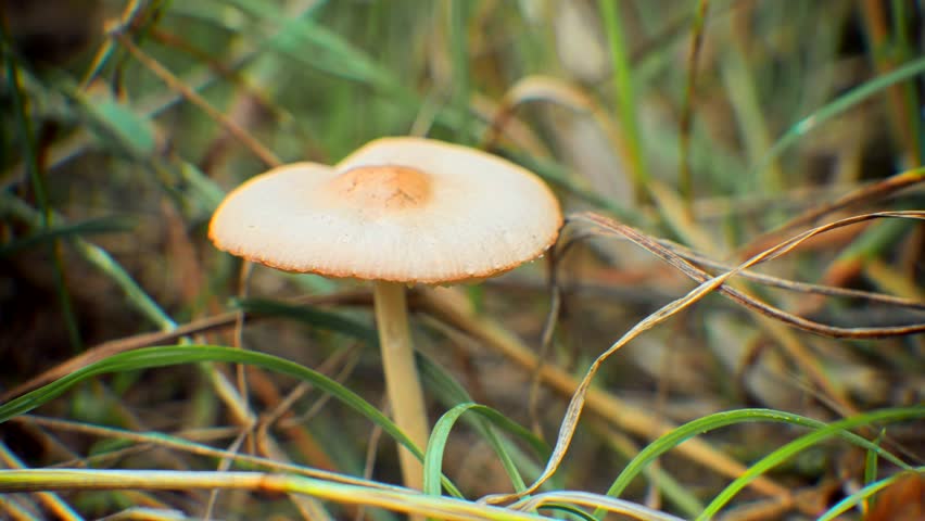 Dangerous Poison Toxic Fungi In Woodland. wild mushroom growing among dry grass in a natural forest setting. Autumn colors and detailed texture make this shot perfect for nature, ecology, and outdoor