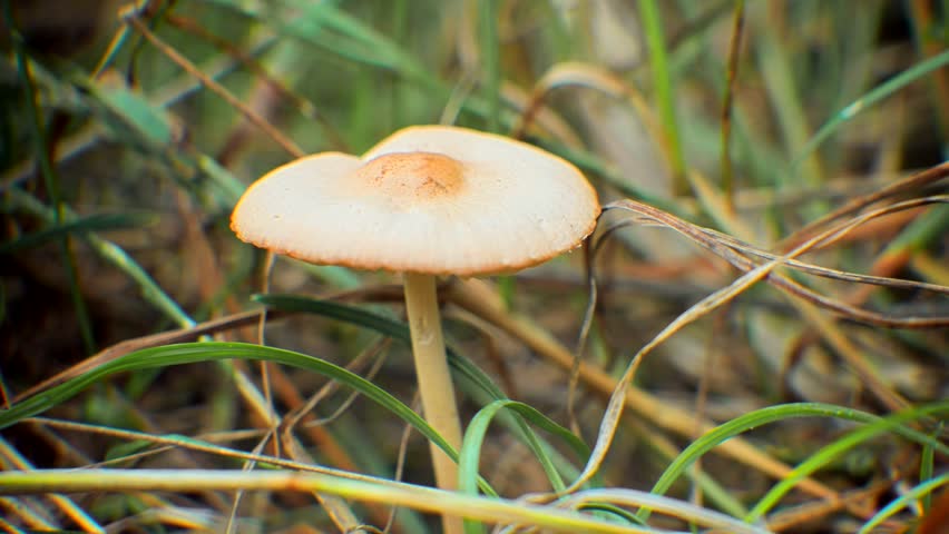 Dangerous Poison Toxic Fungi In Woodland. wild mushroom growing among dry grass in a natural forest setting. Autumn colors and detailed texture make this shot perfect for nature, ecology, and outdoor