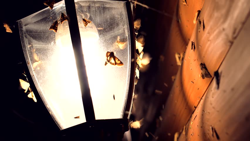 Bug Flies On Light lamp. Nighttime close-up of moths and insects swarming around a bright outdoor lantern attached to a wooden wall. insect behavior attracted by light in the dark