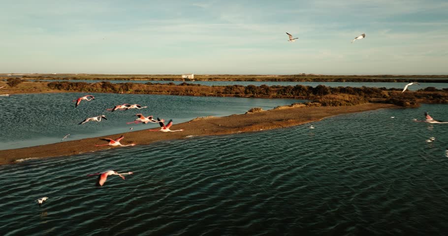 A close drone shot of flamingos flying low above a calm lagoon in Algarve, Portugal, with clear skies and distant wetlands.