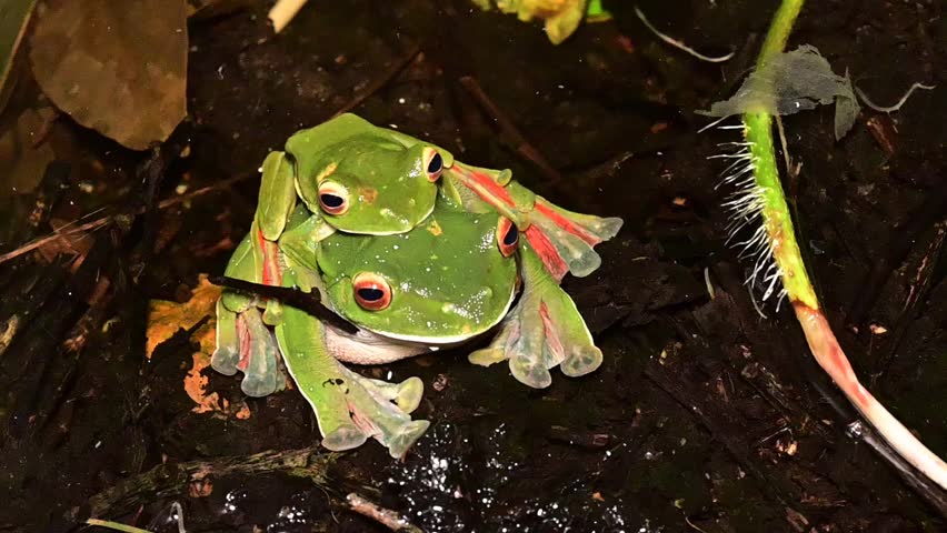 Malabar gliding frogs or Malabar flying frogs (Rhacophorus malabaricus) mating in a pond, at Ponmudi, at night. This rhacophorid tree frog species is found in the Western Ghats of India.