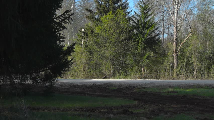 British Warrior FV510 armored personel carrier tank driving fast on a gravel road with dust cloud behind it and armed soldiers on top of it in a forest during a sunny day with pine trees in foreground