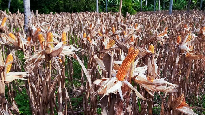 Corn ready to harvest for poultry feed in a field in Sikapak Barat, Pariaman City, West Sumatra, Indonesia. Part of a local food security program