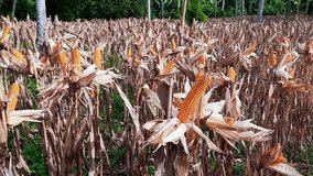 Corn ready to harvest for poultry feed in a field in Sikapak Barat, Pariaman City, West Sumatra, Indonesia. Part of a local food security program - Powered by Shutterstock - Get 15% off with code: PIKWIZARD15