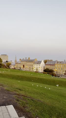 Seagull Flying Over Quebec City