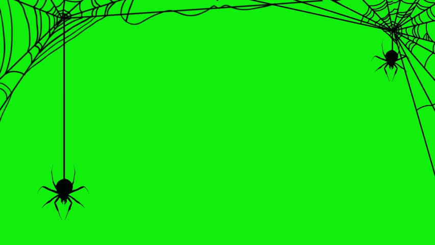 Three black spiders hanging and spinning from webs on a vibrant green background. Concept of animal and halloween