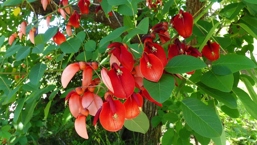 Beautiful red flowers bloom."Erythrina crista-galli"