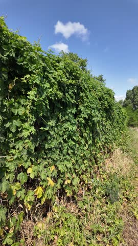 overgrown fence. Green hedge of leaves of wild grapes. Dense hedgerow. Natural texture. Plant background. Beautiful nature wallpaper. Garden decoration. A wall overgrown with ivy. High quality 4K.