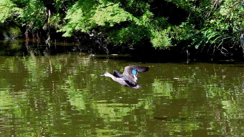 eastern spot billed duck in a pond