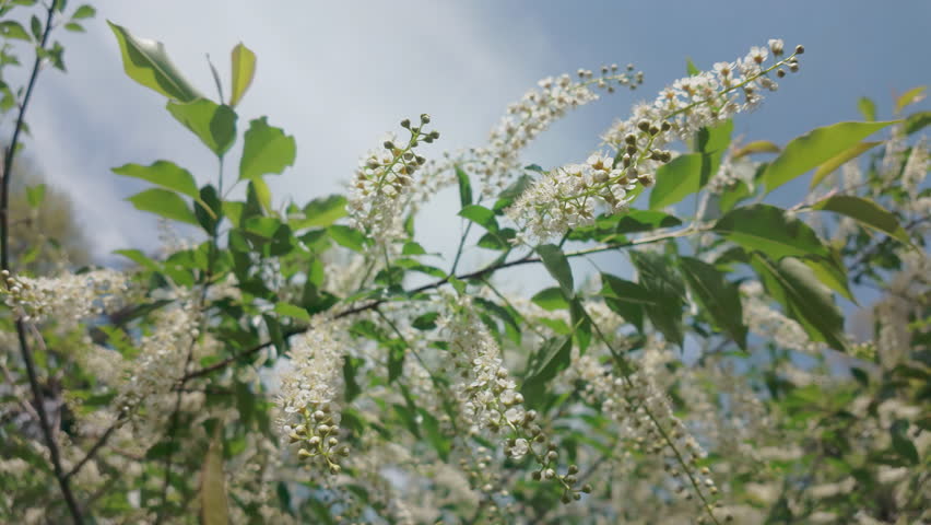 White flowers and buds on a blooming Chokecherry tree swaying in the wind against a cloudy sky, closeup