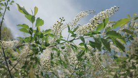 White flowers and buds on a blooming Chokecherry tree swaying in the wind against a cloudy sky, closeup - Powered by Shutterstock - Get 15% off with code: PIKWIZARD15