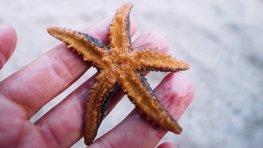 Thalassophilus. Starfish from Sea of Japan, Northern Pacific seastar and Japanese common starfish (Asterias amurensis). Many pseudopodes is rotating on reversal side. Russian Far East