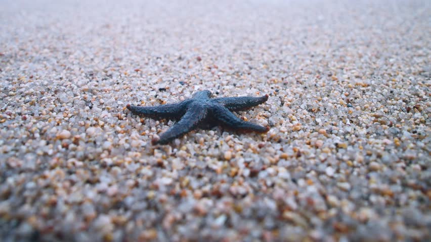 Gifts of the sea. Beautiful sandy beach on tropical Sea. The waves carry the starfish out onto the clean sand. Member holidays at the seaside