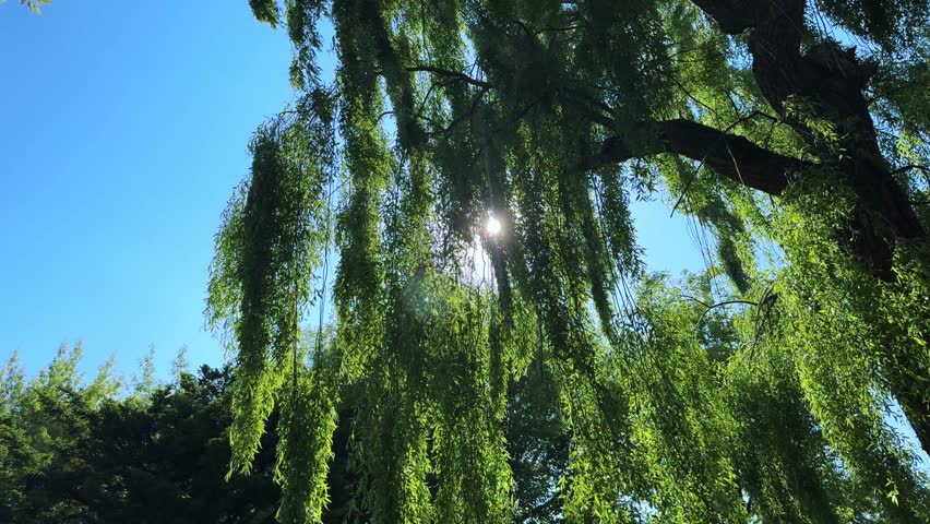 Willow tree in Sapporo Nakajima Park, sunlight filtering through the green leaves