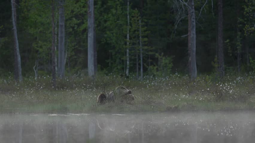 Bear eating near the lake with fog, night in taiga, June, Kuhmo in Finaland. Night nature with bear hidden in the forest.  Beautiful brown bear walking around lake with fog colours. Dangerous animal.