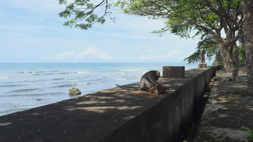 Long-tailed macaque (Macaca fascicularis) atop a concrete sea wall along the coast in Pemuteran, Bali, shaded by trees with ocean waves gently rolling in behind.