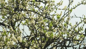 Plum tree (Prunus salicina) full of white blossoms and young green leaves sways gently in the spring wind, with soft light filtering through its branches against a pale sky in rural northern Vietnam. - Powered by Shutterstock - Get 15% off with code: PIKWIZARD15