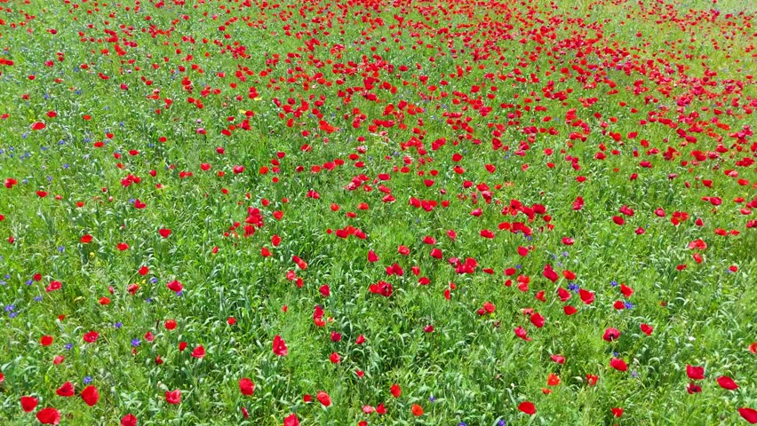 Blooming Poppy Field – Aerial 4K Drone View