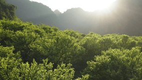 Aerial view over lush treetops in Na Ka Plum Valley, Mộc Châu, Vietnam. Early fruit development under golden sunlight, evokes freshness, growth, and natural tranquility. - Powered by Shutterstock - Get 15% off with code: PIKWIZARD15