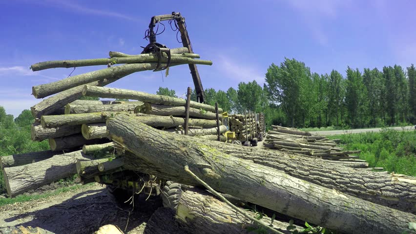 Hydraulic Folding Arm Timber Log Crane with Wood Grab Bucket in Action. Forestry and Logging Industry. Newly Felled Timber Logs Being Piled and Getting Ready for Transportation. Forestry Equipment.
