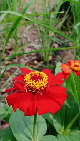 Vivid red zinnia flower with a yellow center stands out against lush green garden foliage, representing natural beauty and freshness, perfect for plant, gardening, or nature-related designs. 