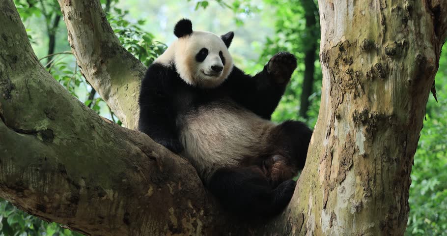 Giant panda tickling on the tree  