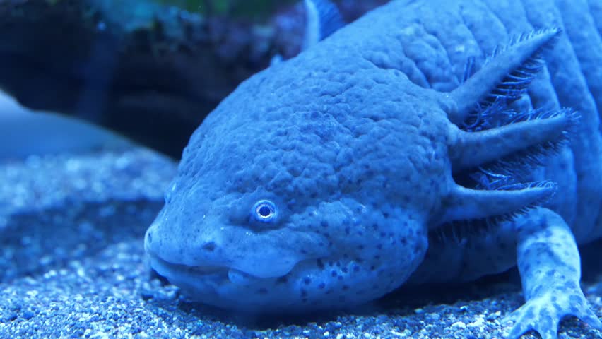 Axolotl, Ambystoma mexicanum, amphibian larva ambystoma, paedomorphic salamander. Breathes with lungs and gills. Capable of growing new limbs. Reaches adulthood without undergoing metamorphosis