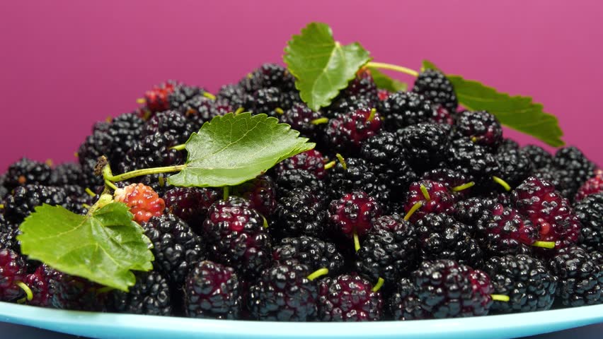 Mulberry berries lies on blue plate and rotates on pink background. Mulberry - fruit tree whose fruits have many beneficial properties. Morus, genus of flowering plants in family Moraceae