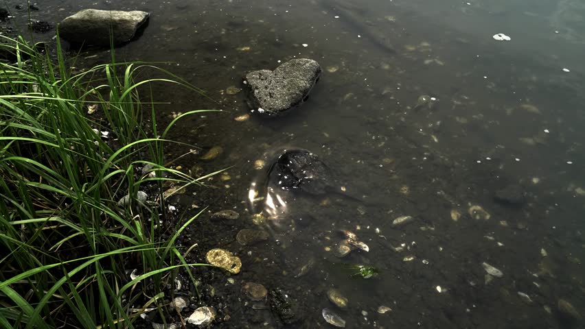 A horseshoe crab in shallow water with sunlight glimmering on the water. Atmosphere is ideal for relaxation and reflection.