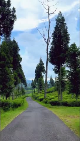The video shows a road in a stretch of tea plantation. On the left and right sides of the road, there are neatly lined up tall trees with dense leaves.The background shows hills with a bright blue sky