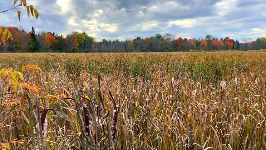 Typha cattails and tall grass in wetland marsh meadow with tree leaves of autumn colors