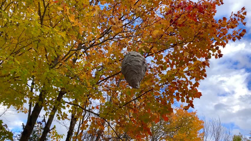 Large beehive with bees and flying insects around nest in tree with fall colour leaves