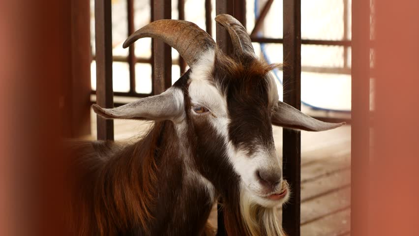 Goat with Horns on a Farm