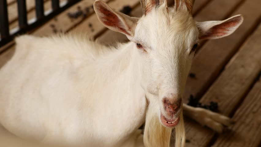 Goat with Horns on a Farm
